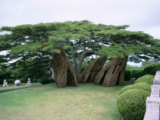Illustration for article titled Behold These Incredible Works Of Architecture Made Out Of Living Trees